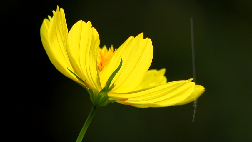 黄色雏菊,黄色菊花